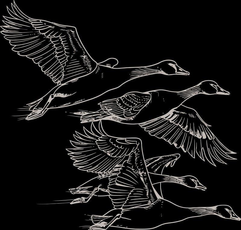 Duck in Heaven Thirroul photo 9